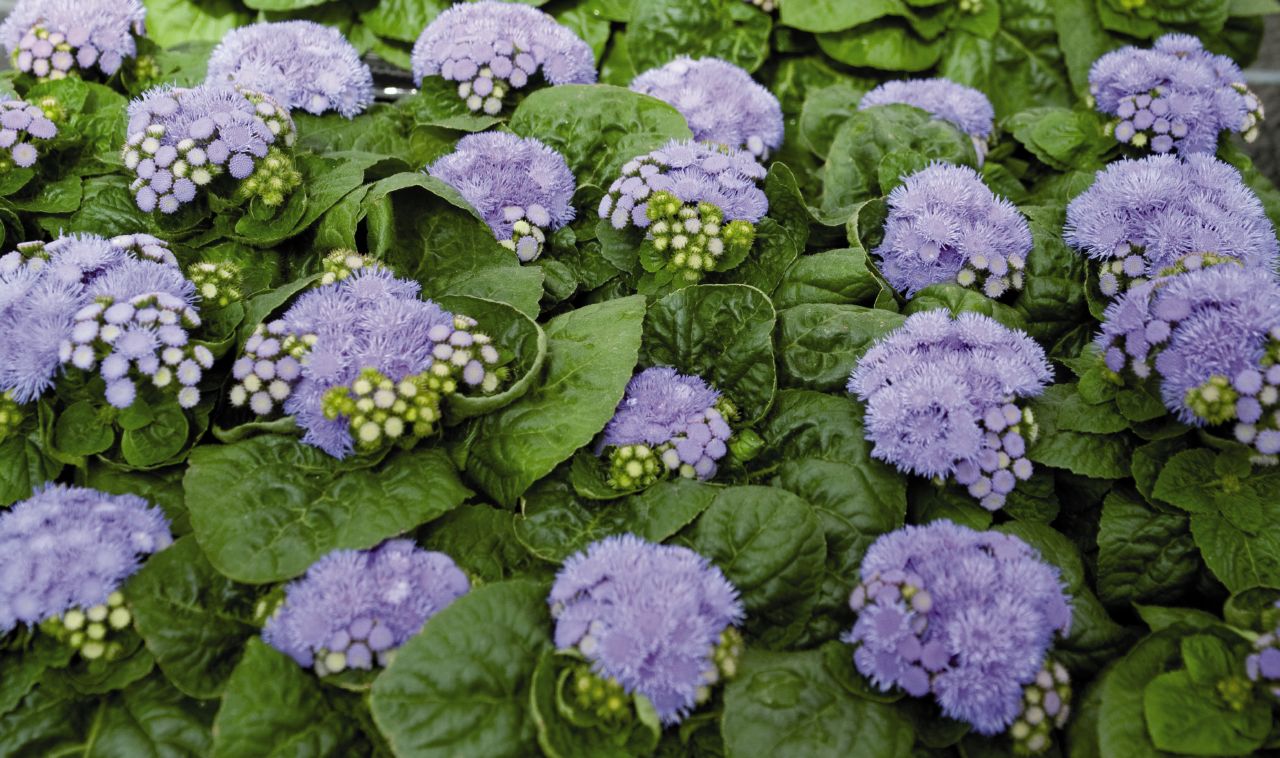 Flats 48 Plants Gabrielsen Farms LLC