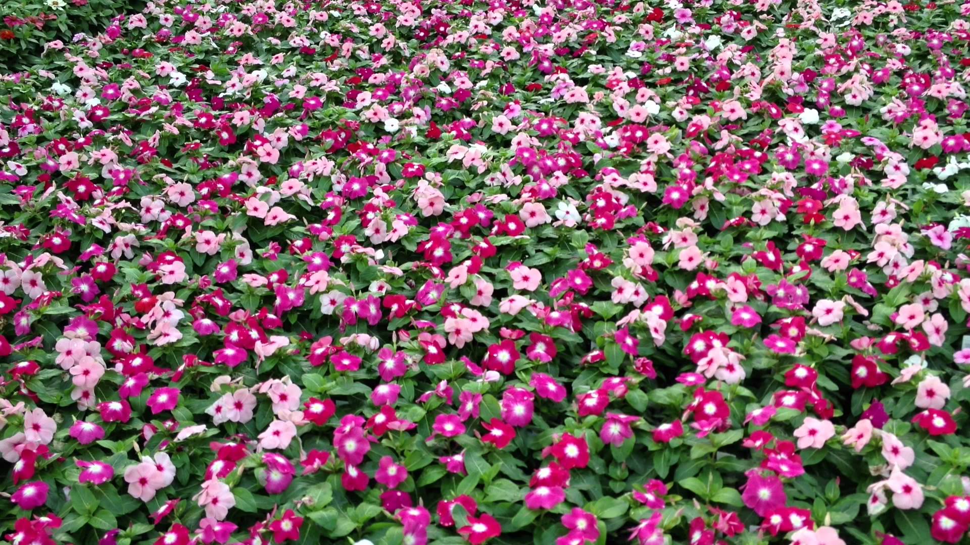 Flowering Vinca 2 Gabrielsen Farms LLC