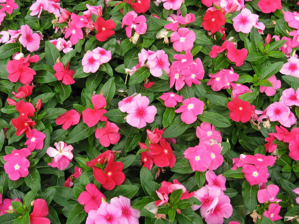 Flowering Vinca cascading 2 Gabrielsen Farms LLC