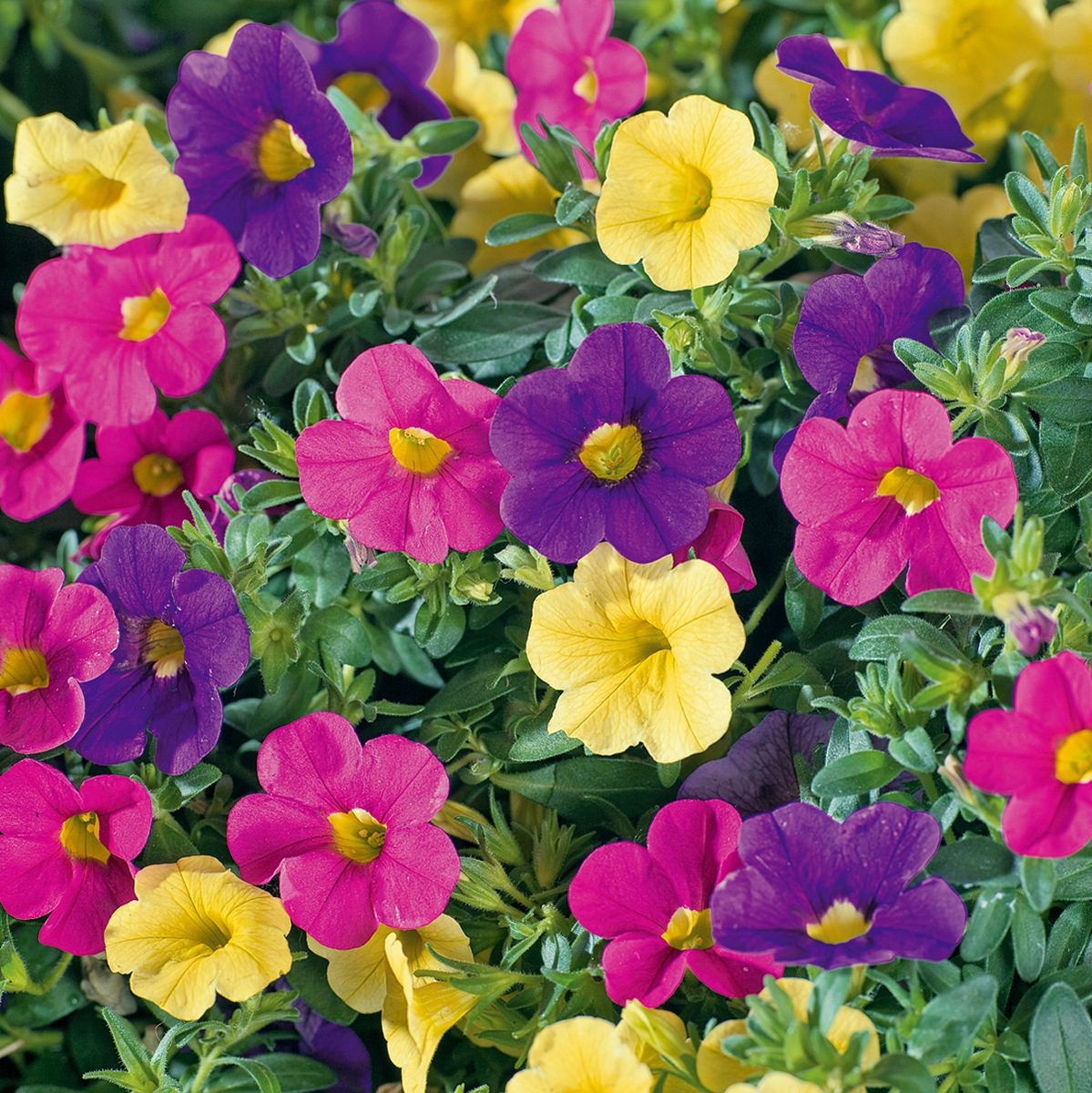 Million Bells 1 Gabrielsen Farms LLC